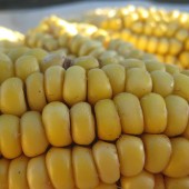 IMG_0695 IMG_0695