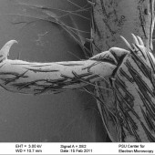Figure 2. SEM image of a Golden Stonefly claw