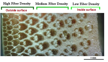 Fig. 1 (a) A Moso bamboo stalk in the field; (b) An optical image of functionally graded bamboo cross section. The dark areas are the fibers; while the light areas are the parenchyma matrices (Adapted from Tan et al., 2011)