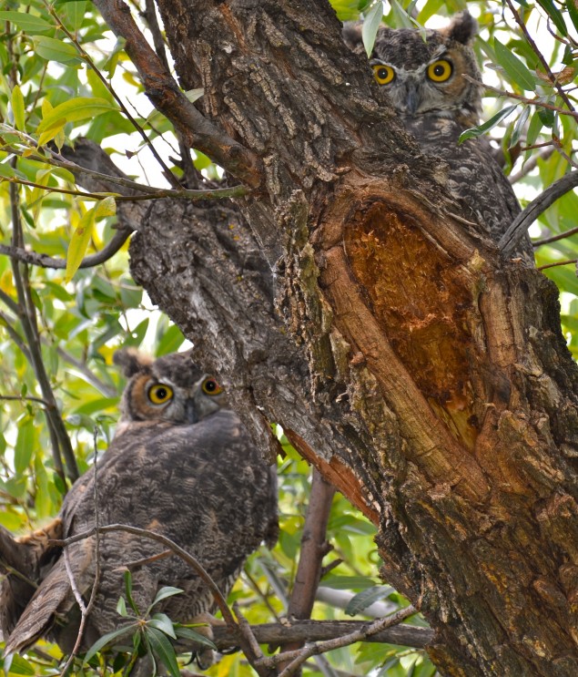 great horned owl pair