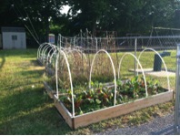 Photograph 2: At Lipscomb Academy (Nashville, TN) Pre-K and K Students learn stewardship by maintaining their own garden plots. Produce from the gardens is introduced into the cafeteria in menu items ranging from pizza to fruit and veggie smoothies.